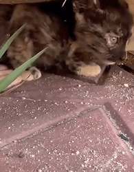 T0609115 The lady adopted a homeless kitty she is hideing in the shadows animal help save love foryou pet cool fyp part2