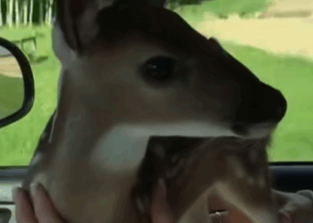 T0509033 Man rescued baby deer from floodwaters and adopted it animals part2