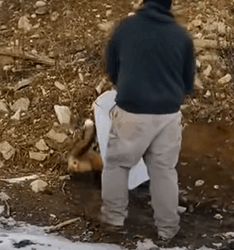 T1210059 Rescue fox animal rescue rescueanimals animalsoftiktok fyp part2