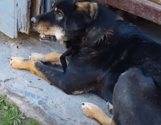 T2510068 Rescuers save stray dog that has bone lodged in its mouth part2