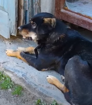 T2510068 Rescuers save stray dog that has bone lodged in its mouth part2