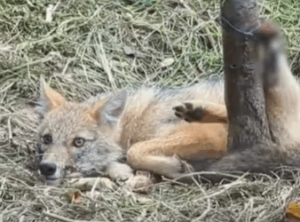 T2510045 fox was rescued after being found with wire wrapped around her back part2