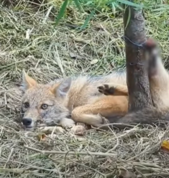 T2510045 fox was rescued after being found with wire wrapped around her back part2