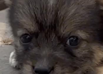 T2510031 This Sad Puppy Was Begging for Help So We Followed Him part2