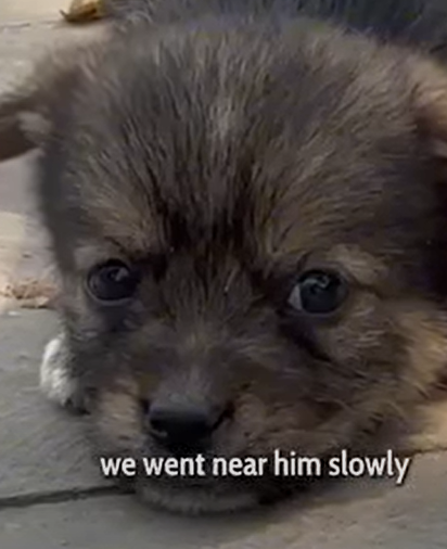 T2510031 This Sad Puppy Was Begging for Help So We Followed Him part2