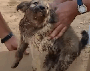 T2510049 Rescue Adorable Street Puppy with Deformed Front Legs part2