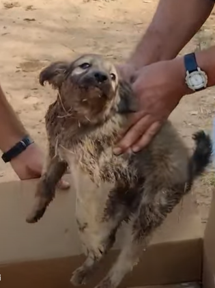 T2510049 Rescue Adorable Street Puppy with Deformed Front Legs part2