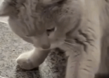 T2510039 Fed Stray Cat Once And He Never Left People love animals part2