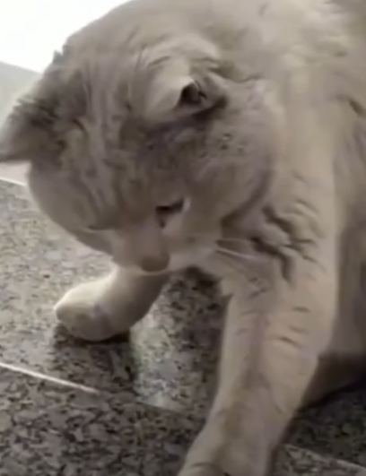 T2510039 Fed Stray Cat Once And He Never Left People love animals part2