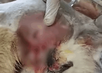 T2510057 stray dog was found with an arrow that pierced backward part2