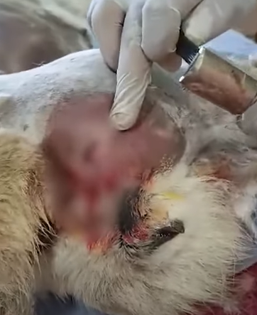 T2510057 stray dog was found with an arrow that pierced backward part2