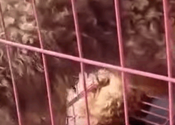 T2510033 His Legs Were Broken But Watch What Gave Him Hope Again part2