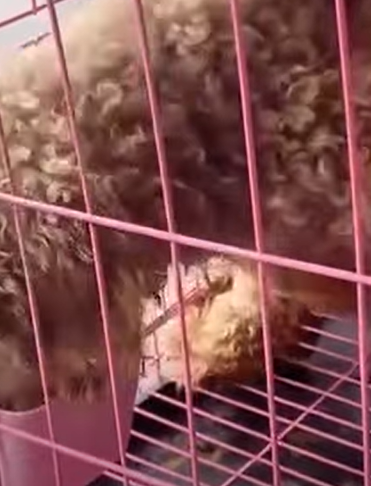 T2510033 His Legs Were Broken But Watch What Gave Him Hope Again part2