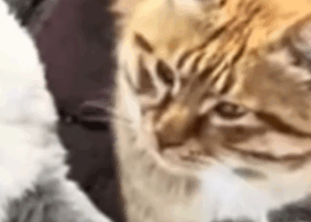 T2510040 They Were Left With Nothing Until Found Them People love animals part2