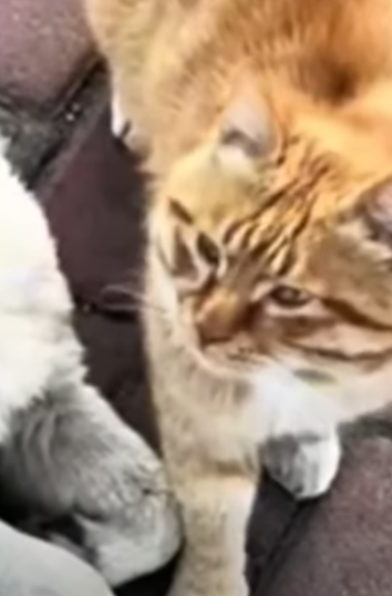 T2510040 They Were Left With Nothing Until Found Them People love animals part2