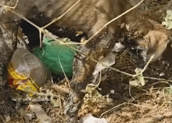 T2510047 The Puppy Was Covered in Tar and Couldn Breathe Until The Rescuers part2