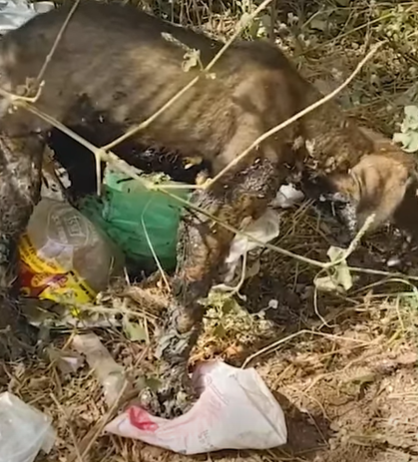 T2510047 The Puppy Was Covered in Tar and Couldn Breathe Until The Rescuers part2