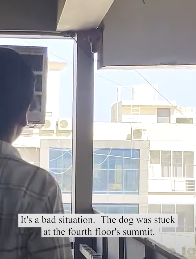 T2510060 The dog was rescued by crane after becoming stuck at the top of the building part2