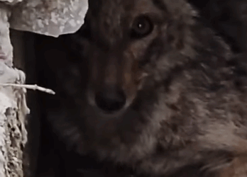 T2510055 fox with spinal injury is being tended to after being rescued part2