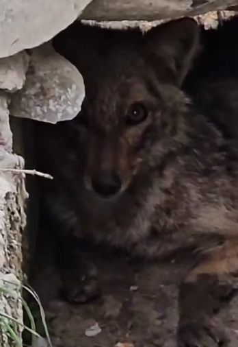 T2510055 fox with spinal injury is being tended to after being rescued part2