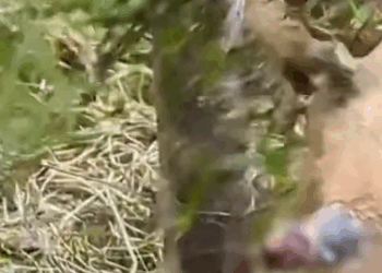 T2510050 After falling into the hunter trap fox was found with wire wrapped around part2