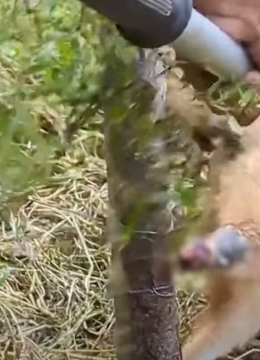 T2510050 After falling into the hunter trap fox was found with wire wrapped around part2