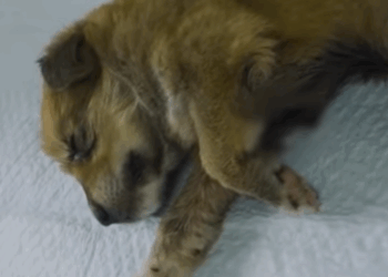 T2510062 Rescued Stray Puppy With Big Maggot wound on Chest part2