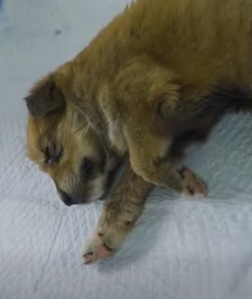T2510062 Rescued Stray Puppy With Big Maggot wound on Chest part2