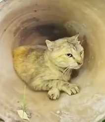 T1810002 Mother cats try to protect their babies from strangers rescueanimals animalsoftiktok puppy rescue rescuecat catsoftiktok cat part2