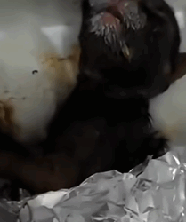 T1810013 Is this the biggest cat you have ever seen rescue rescueanimals animals animalsoftiktok panther luna bigcat part2