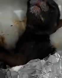 T1810013 Is this the biggest cat you have ever seen rescue rescueanimals animals animalsoftiktok panther luna bigcat part2