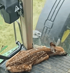 T2509033 This family rescued deer in distress and then this happened part2