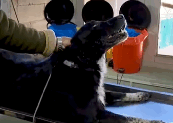 T2510063 bone got stuck in dog mouth part2