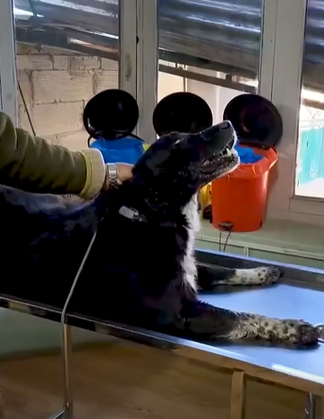 T2510063 bone got stuck in dog mouth part2