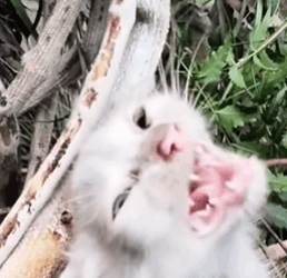 T1810062 Rescue Cat rescue rescuecat rescueanimals cat catsoftiktok animals animalsoftiktok fyp part2