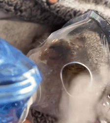 T2509044 This family saved dying squirrel from dog mouth and then rescue part2