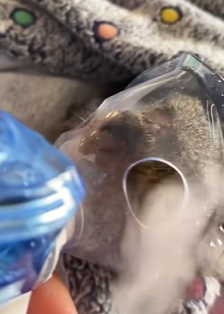 T2509044 This family saved dying squirrel from dog mouth and then rescue part2