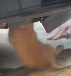 T1810034 Kitten trapped in car luckily rescued animal rescueanimals animalsoftiktok rescuecats catsoftiktok cats kittensoftiktok animalscats rescuecat part2