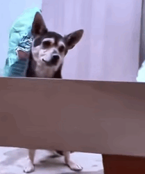 T0910014 Cute Dog Needed Love dogreaction cutedog puppy doglover part2