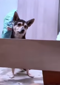 T0910014 Cute Dog Needed Love dogreaction cutedog puppy doglover part2