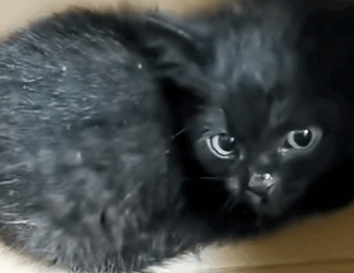 T0910043 adopted kitten on the road rescue rescueanimals animals anima part2