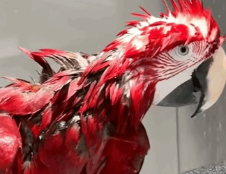 T0910033 Rescue a parrot in the trash can animal rescue rescueanimals part2