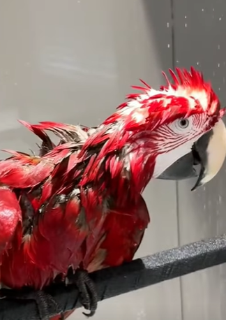 T0910033 Rescue a parrot in the trash can animal rescue rescueanimals part2