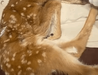 T0910030 Rescue a baby deer animal rescue rescueanimals animals deer part2