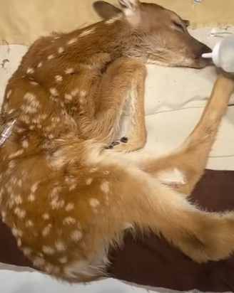 T0910030 Rescue a baby deer animal rescue rescueanimals animals deer part2