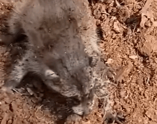 T0910045 Man saves baby raccoon while gardening and becomes it father part2