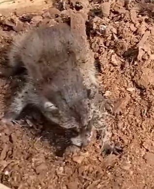 T0910045 Man saves baby raccoon while gardening and becomes it father part2