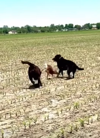 T0910053 It was amazing when my dog tried to lead the lost baby deer home part2