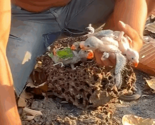 T0910052 Man accidentally found nest of baby parrots that lost their mother part2