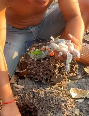 T0910052 Man accidentally found nest of baby parrots that lost their mother part2